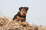 WELSH TERRIER 112